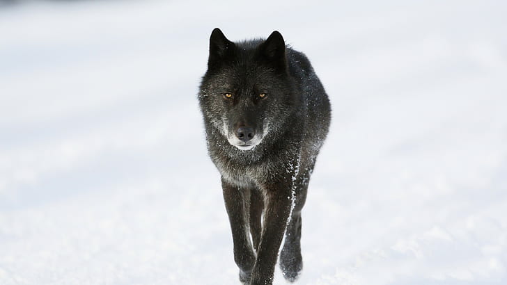 Wolf, snow, black wolf dog, predator, winter, HD wallpaper