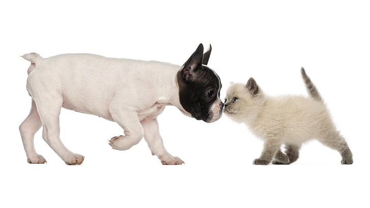 dog, friendship, puppy, kitty, French bulldog, British Shorthair, HD wallpaper