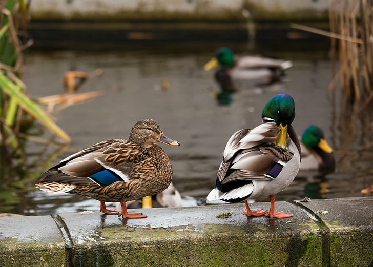 two ducks on top of gray concrete bricks, Duck Duck Gray Duck