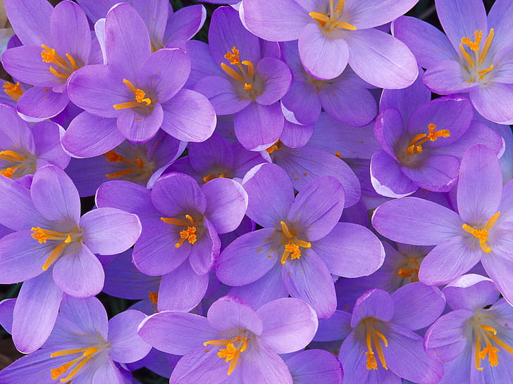Crocus Shelbyville Kentucky, purple petaled flower, HD wallpaper