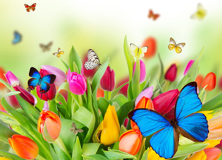 assorted-color butterflies and tulip flowers illustration, nature, HD wallpaper