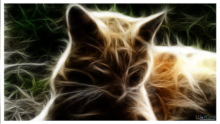 cat, Fractalius, auto post production filter, close-up, no people, HD wallpaper