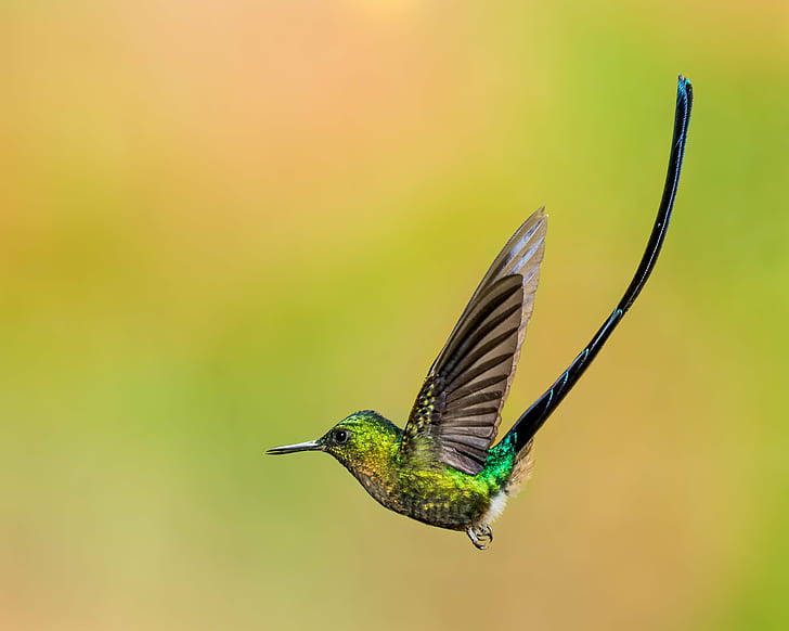 selective focus photography of flying Violet-tailed Sylph, Humming Bird