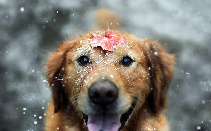 golden retriever puppy, dog, animals, snow, leaves, fall, Labrador Retriever