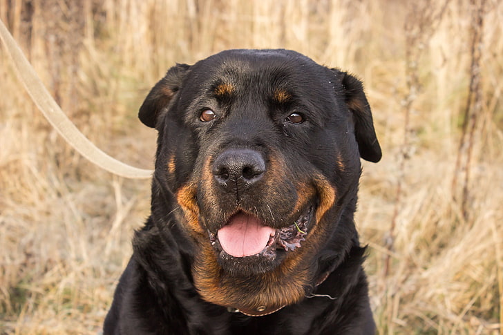 short-coated black and tan dog, animals, Rottweiler, Russia, canine