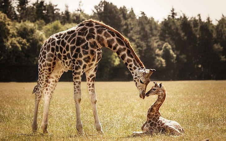 Giraffes, giraffes, baby, mom