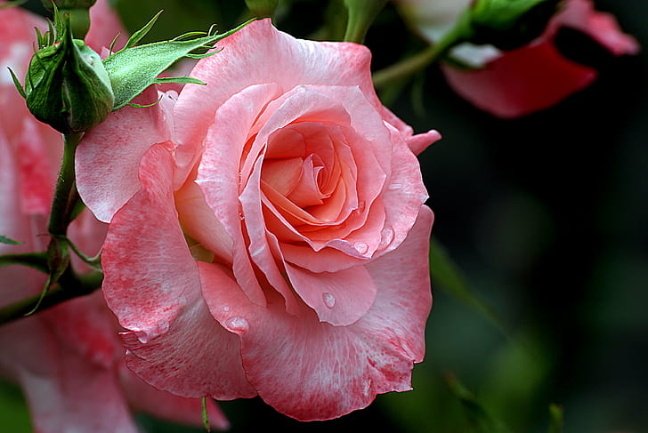 close up photo of pink rose, Liverpool Echo, Roses, Gardening