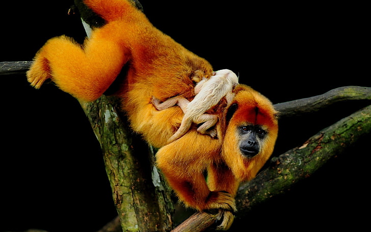brown monke, monkey, baby, tree, climbing, primate, animal, wildlife, HD wallpaper