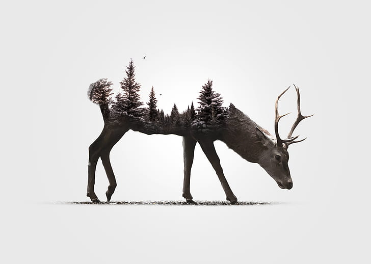 animals, Antlers, birds, Deer, digital art, Double Exposure, HD wallpaper