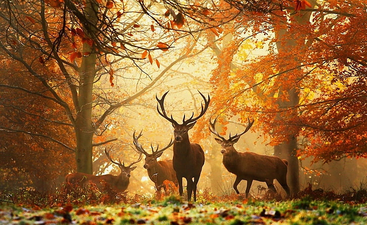 brown deers, grass, leaves, autumn, trees, nature, animal, antler
