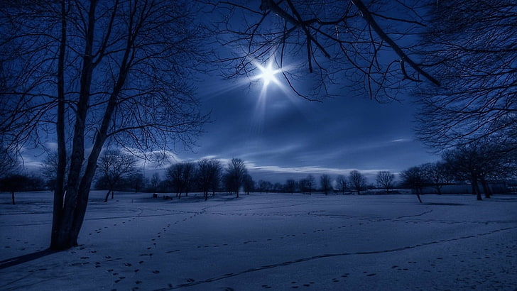 sky, winter, nature, snow, moonlit, freezing, tree, moonlight, HD wallpaper