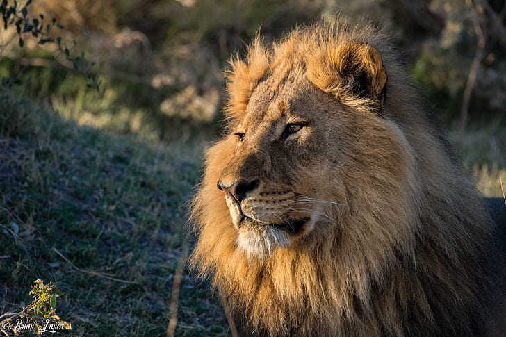 brown king lion photography, DT, Botswana, Duma, Tau, africa