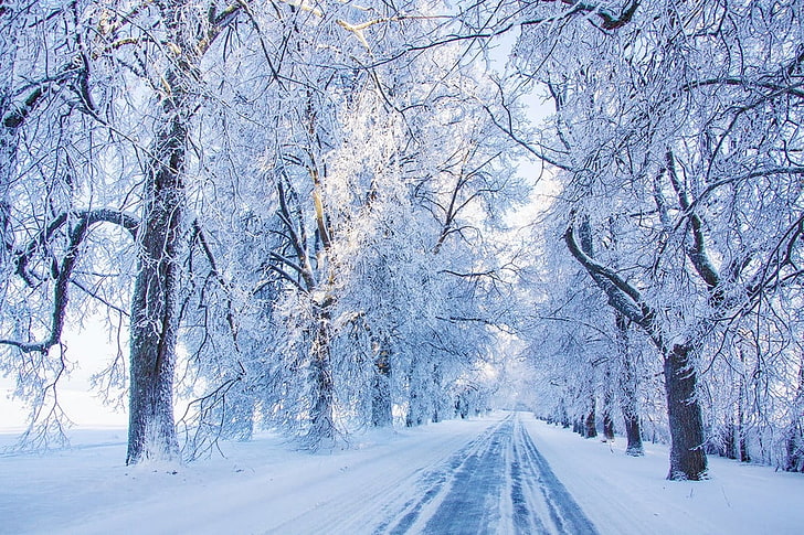 trees and snow, nature, landscape, cold, morning, road, winter