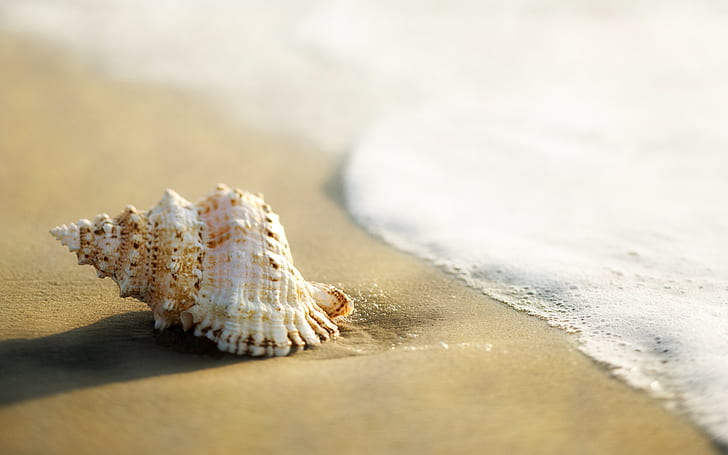 Beach Macro Ocean Shell HD, white and brown seashell, nature, HD wallpaper