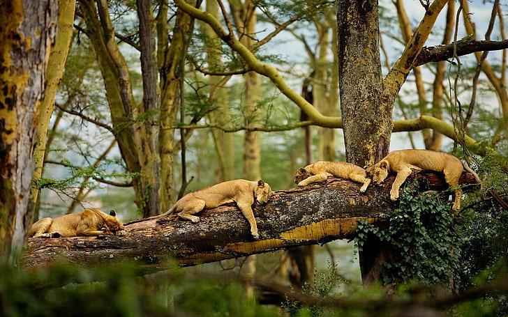 four lion cubs, Africa, trees, sleeping, nature, big cats, animals