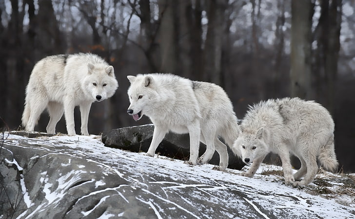 White Wolves Pack, three white wolves, Animals, Wild, wolf, white wolf