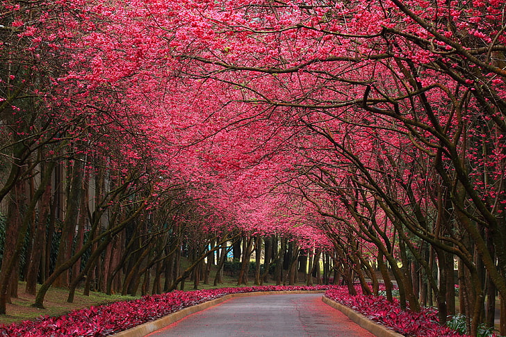 Pink Flowering Trees, pink trees, Nature, Flowers, road, plant