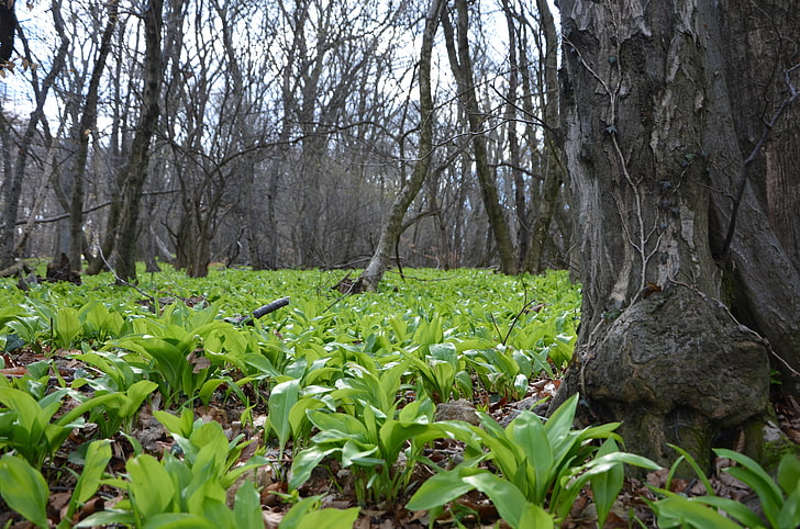 forest, ramsons, timber, plant, tree, land, growth, trunk, tree trunk, HD wallpaper