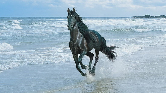 HD wallpaper: horse, running, beach, sea, water, animal, mammal, animal  themes | Wallpaper Flare
