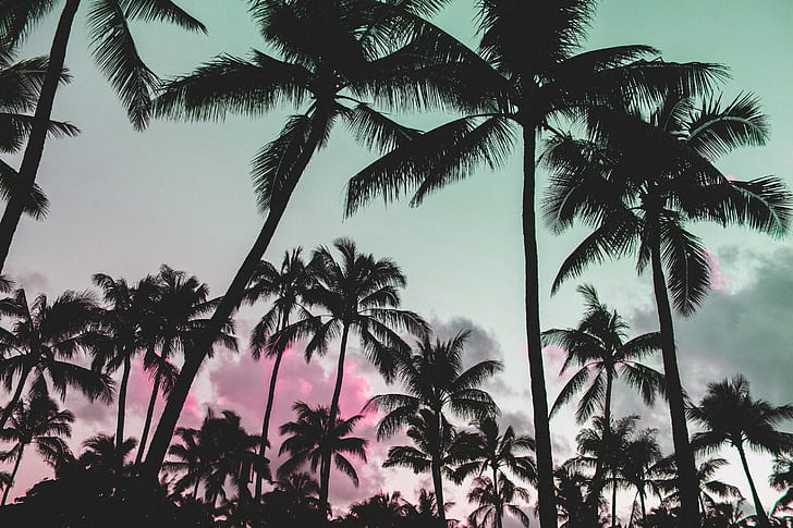 glitch art, nature, vaporwave, palm trees, pink, silhouette
