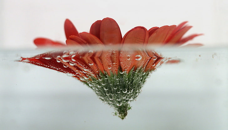 red flower, red daisy on water half-underwater photography, flowers