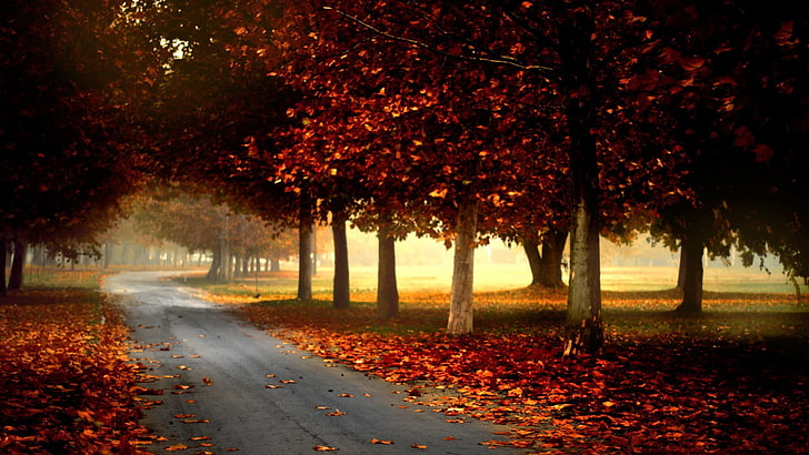road between red leaf trees during daytime, nature, forest, leaves, HD wallpaper