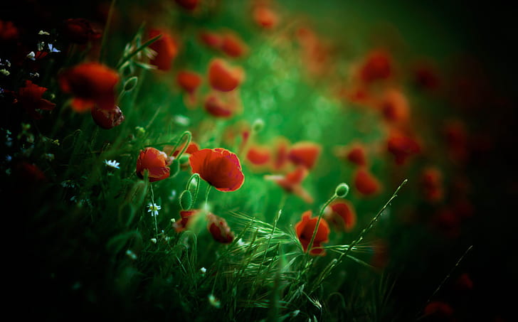 dark, colorful, red, green, plants, flowers, red flowers, HD wallpaper