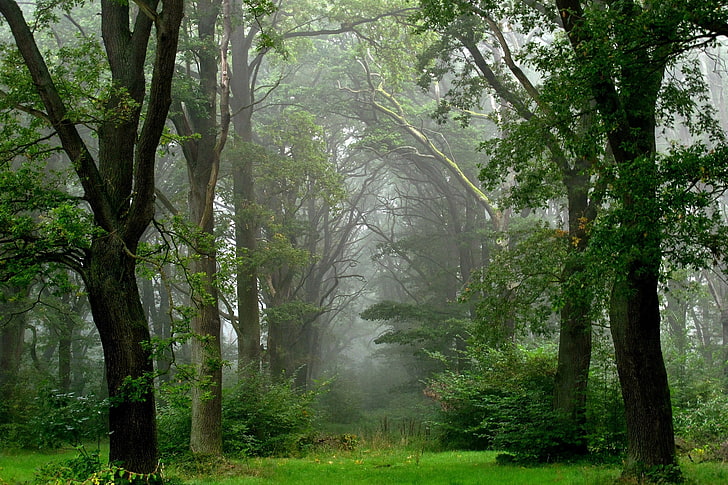forest nature photography, summer, fog, after the rain, tree, HD wallpaper