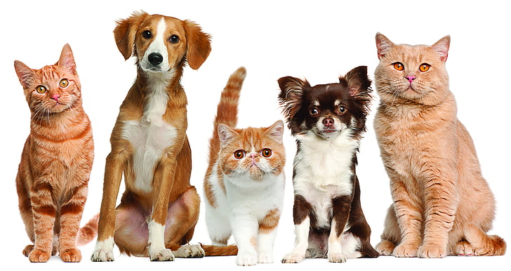 Cats and dogs 1080P, 2K, 4K, 5K HD wallpapers free download | Wallpaper  Flare