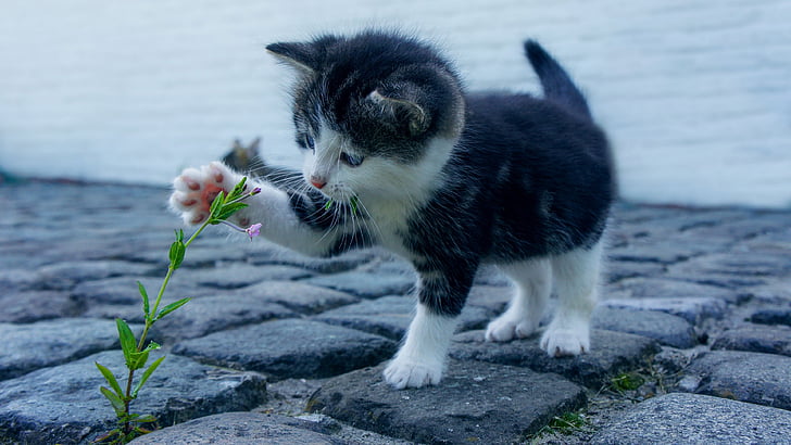 kitten, cat, paw, cute, whiskers