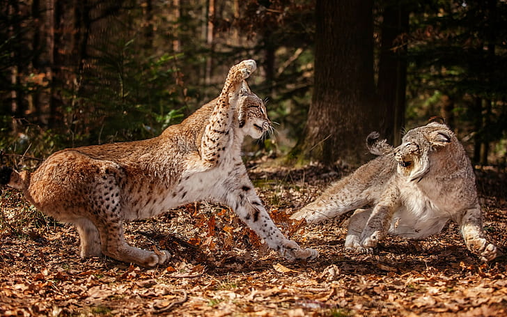 lynx, animals, big cats, fighting, wildlife, nature, HD wallpaper