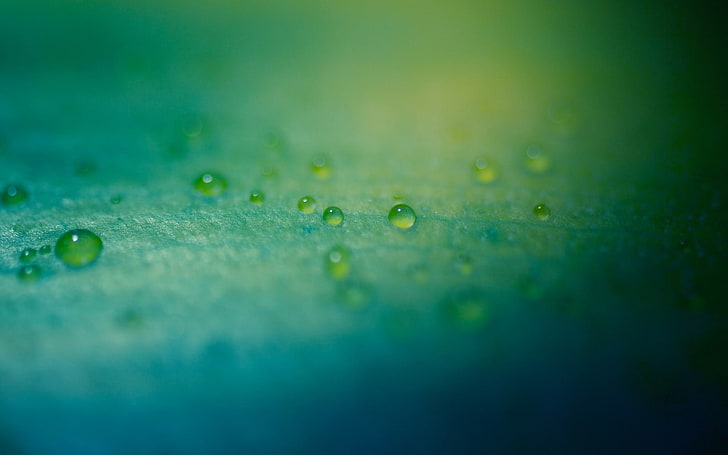 green, macro, water drops, green Color, nature, freshness, wet, HD wallpaper