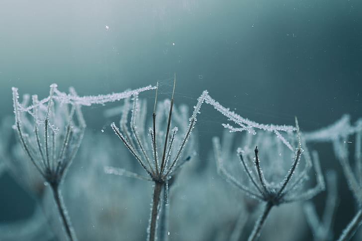 water dew on cobwebs covering on twigs, MACRO, MONDAYS, ICE  COLD, HD wallpaper