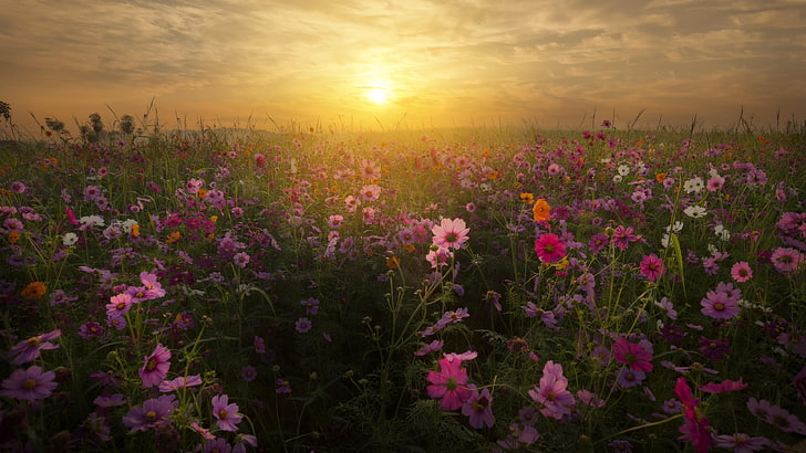 flower, field, flower field, sunrise, sky, morning, wild flowers
