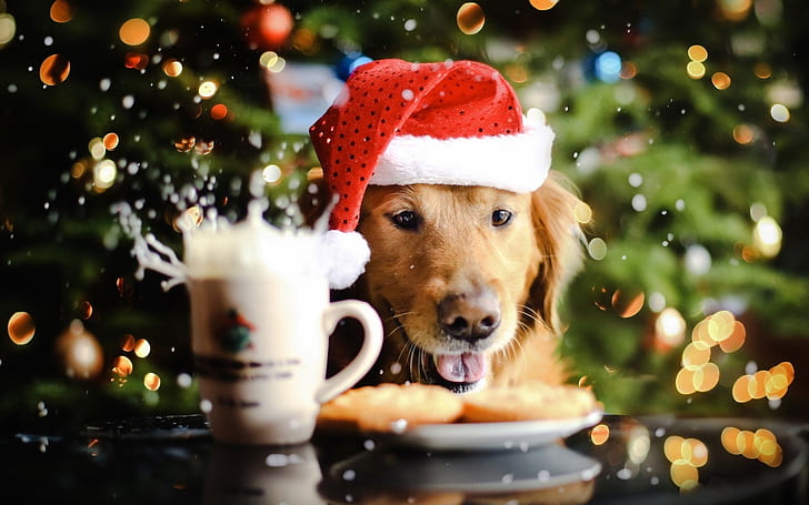 golden retriever, christmas, bokeh, cute, dogs, Animal, HD wallpaper