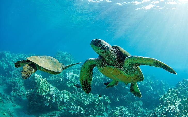 Green Sea Turtle 1080P, 2K, 4K, 5K HD