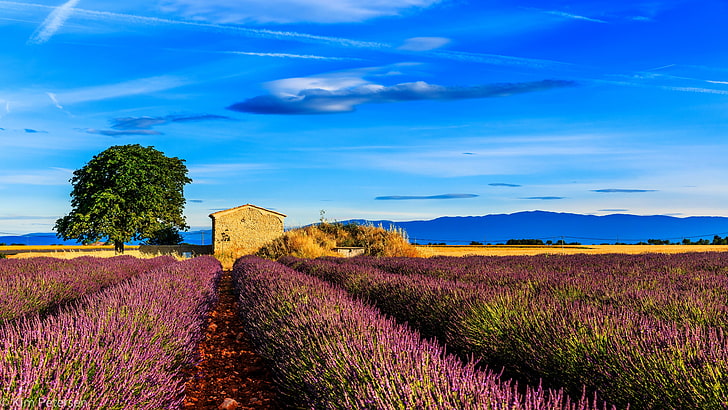 pink and green grass field, france, provence, sky, rural Scene