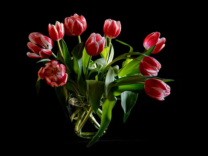 ๑♥๑ Spring Love ๑♥๑, tulips, flowers, crystal, black, HD wallpaper