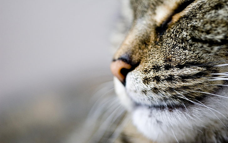 selective photography of cat, close up photo of cat, macro, face, HD wallpaper