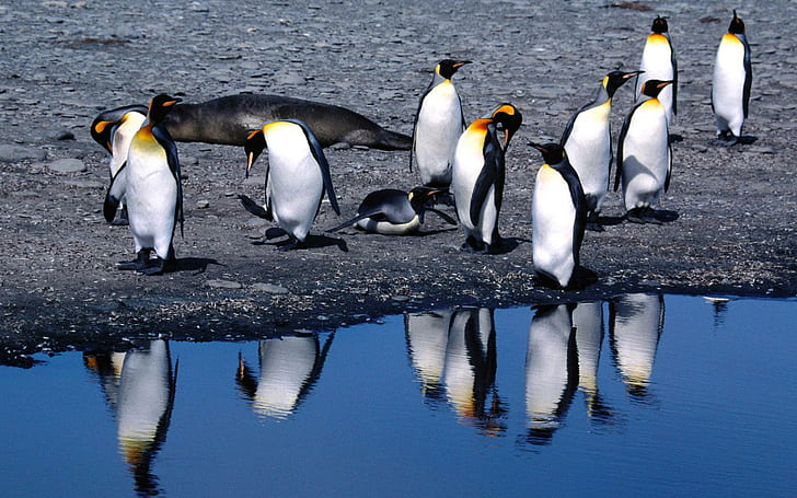 Penguins chilling, flock of penguins, animals, 1920x1200, bird