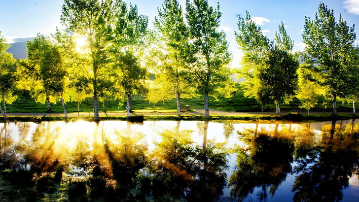 landscape, lake, sunlight, trees, reflection, water, plant
