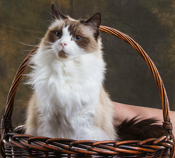 white and brown cat on wicker basket, Cognac, Pet Photography, HD wallpaper
