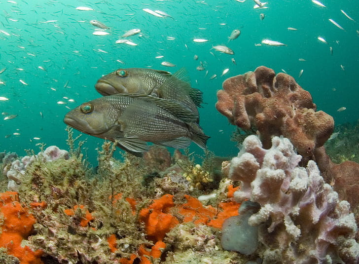 underwater photography of school of fish near on multicolored sea corals, HD wallpaper