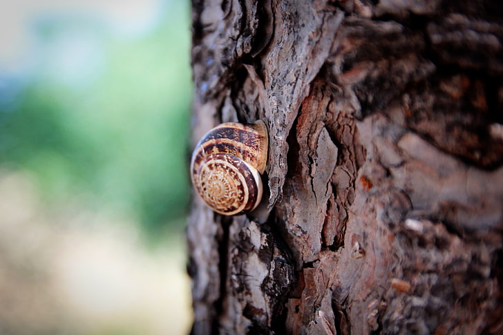 brown and beige snail, trees, macro, trunk, tree trunk, animal wildlife, HD wallpaper