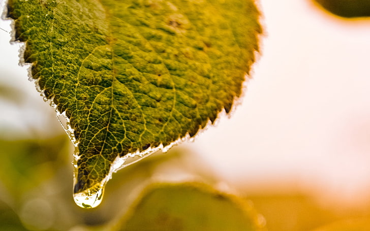 green ovate leaf \, carved, drops, wet, close-up, plant, green color, HD wallpaper