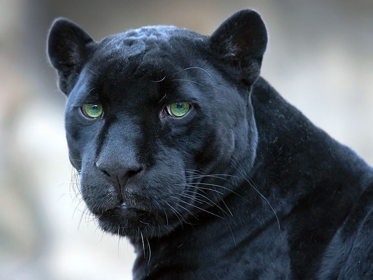 Hd Wallpaper Black Leopard Panther Face Big Cat Predator