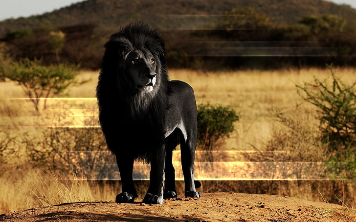 black lion, mane, rock, animal, nature, outdoors, dog, mammal, HD wallpaper