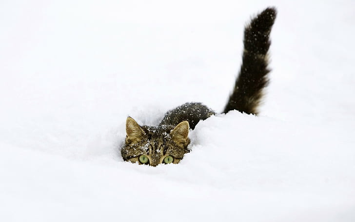animals, cats, fondo, funny, kittens, snow, upscaled, HD wallpaper