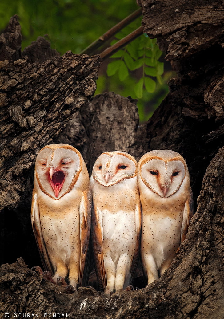 photography, animals, owl, birds, yawning, tree, trunk, group of animals, HD wallpaper