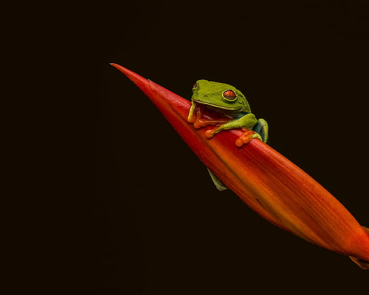 red-eyed green tree frog on red plant, red-eyed tree frog, red-eyed tree frog, HD wallpaper